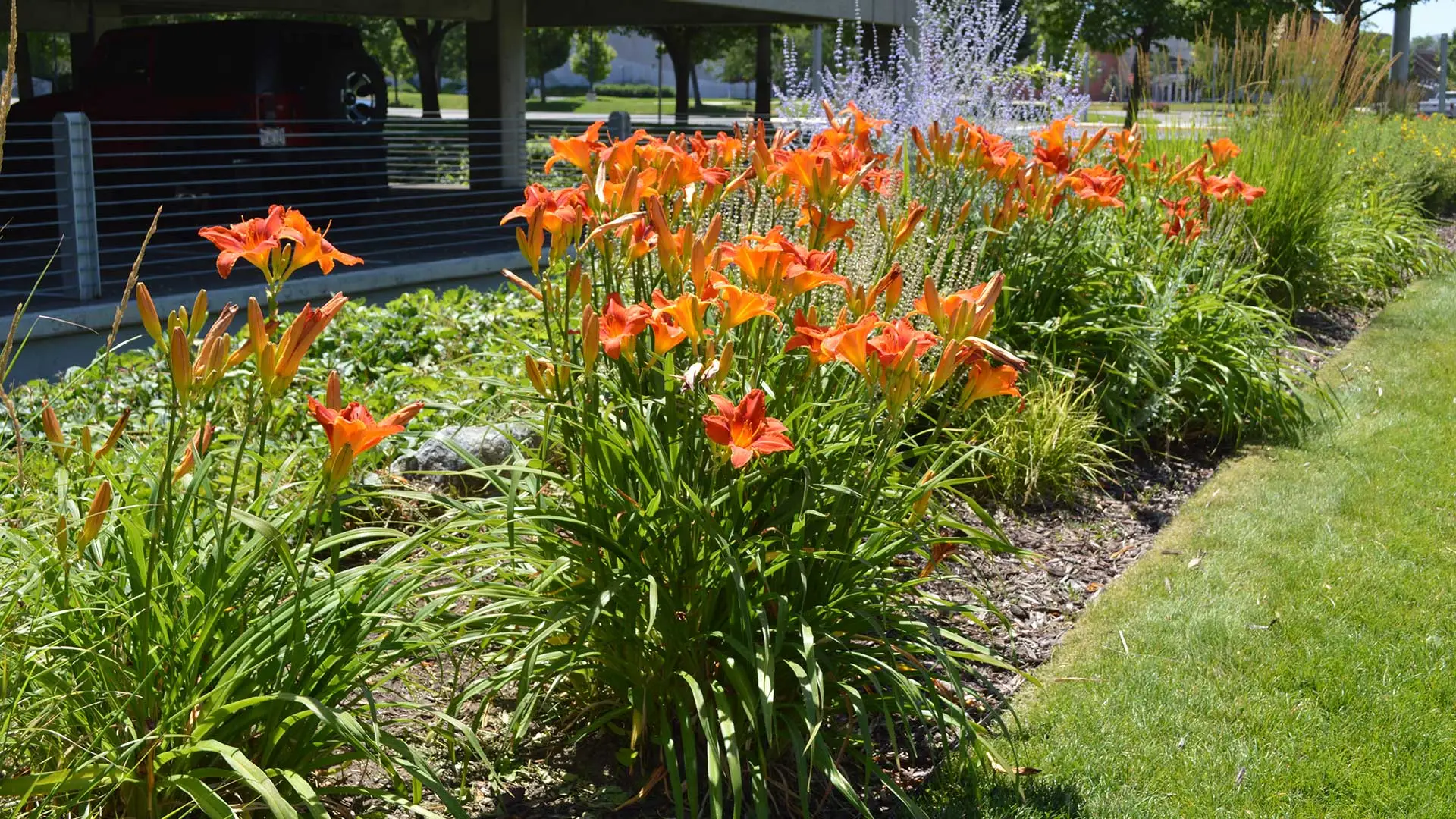 Healthy plants at a commercial property located in Lehigh that we fertilize and treat for weeds on a regular basis.