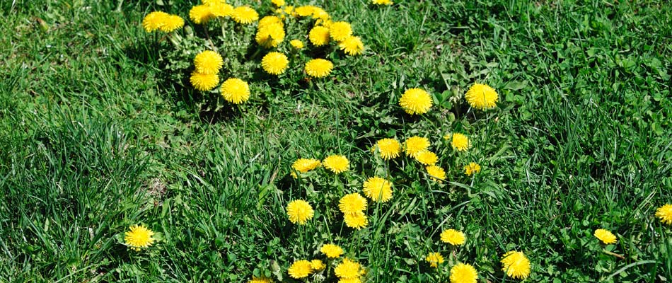Dandelions taking over a clients lawn in Salt Lake City, UT.