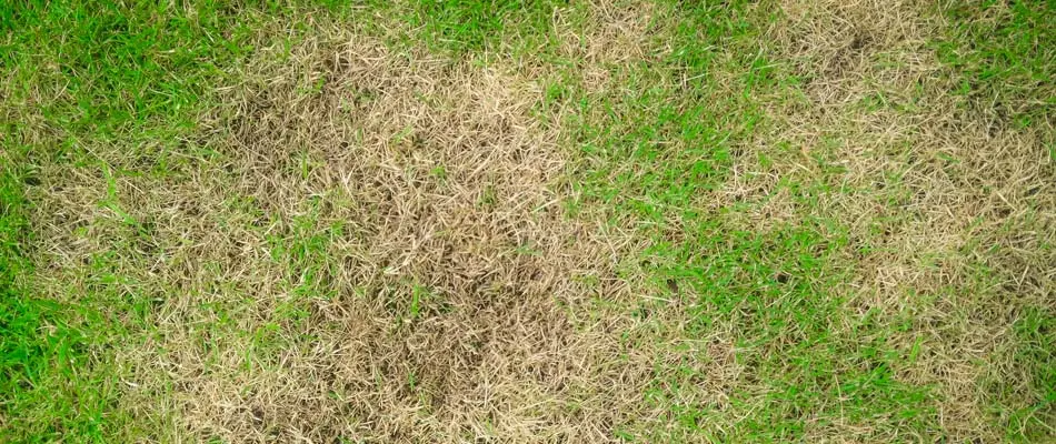 Grass overtaken by disease at a clients home located in South Jordan.